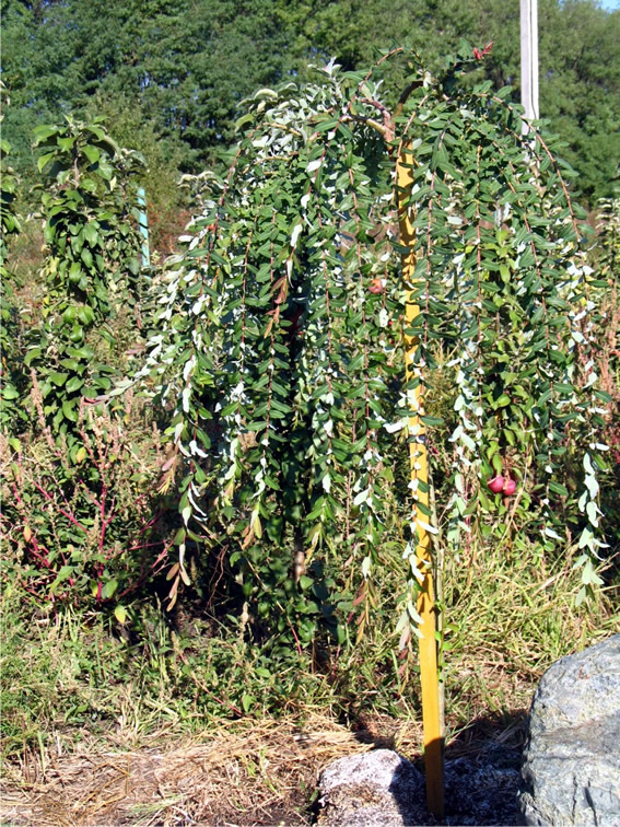 Salix integra “Pendula” (ива цельнолистная), Зона 6а. 